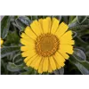 bellaflora Gartencenter GmbH