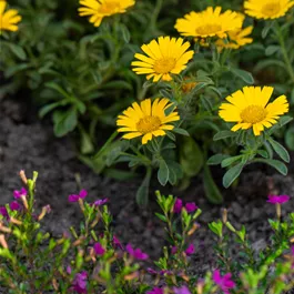 Asteriscus maritimus Asteriscus maritimus