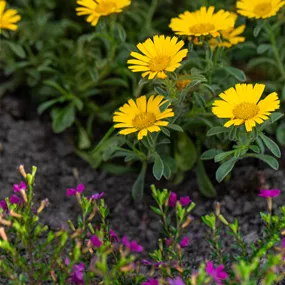 Asteriscus maritimus Asteriscus maritimus