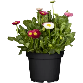 Bellis perennis Trio Bellis perennis Trio