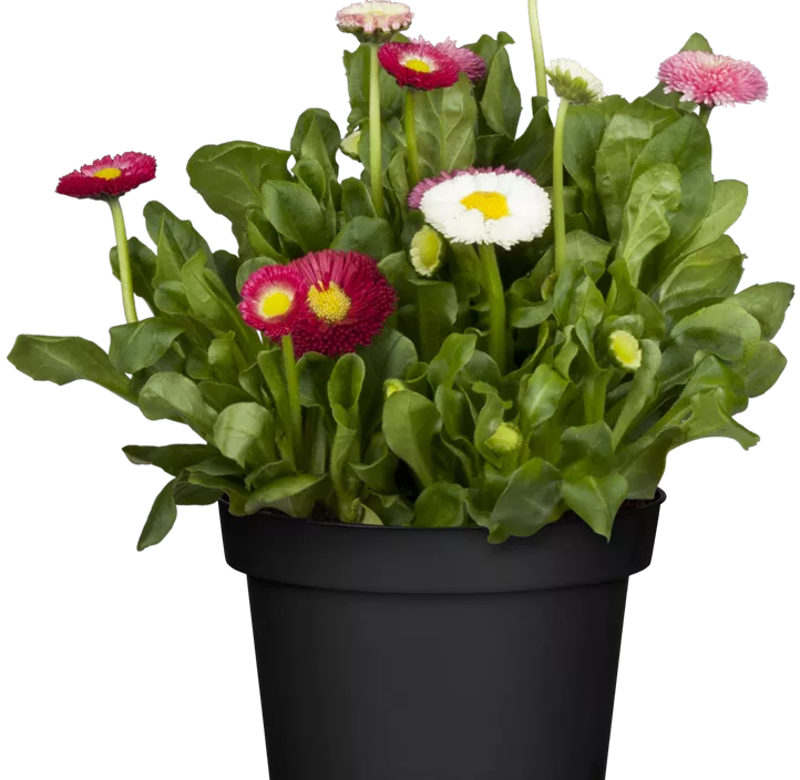 Gänseblümchen 'Trio'