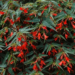 Begonia boliviensis Bonfire Begonia boliviensis Bonfire