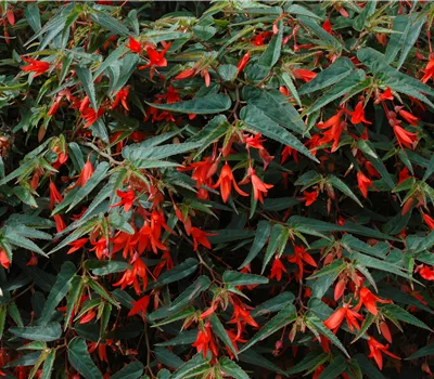 Begonia boliviensis Bonfire, 12cm Topf