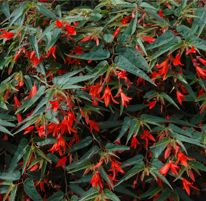 Begonie 'Bonfire'