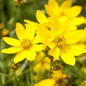 Bidens ferulifolia Superstar Bidens ferulifolia Superstar