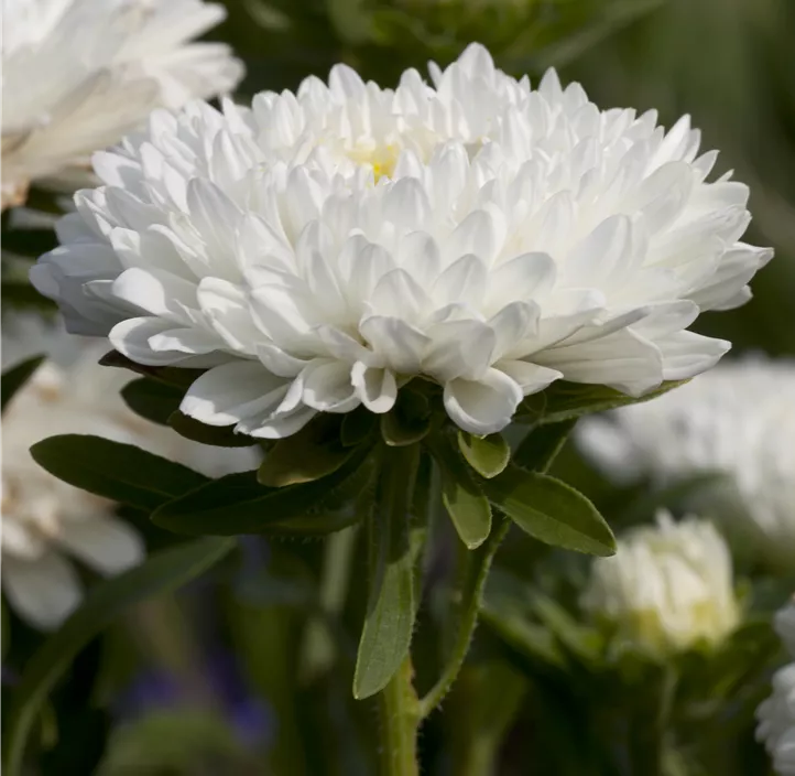 Gartenaster 