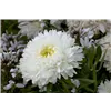 bellaflora Gartencenter GmbH