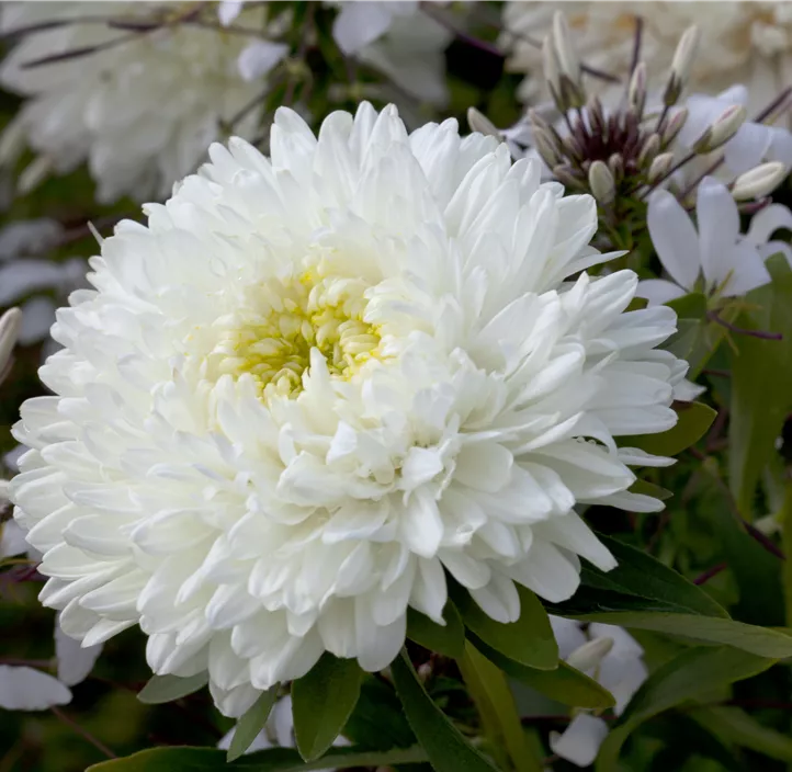 Gartenaster 