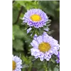 bellaflora Gartencenter GmbH