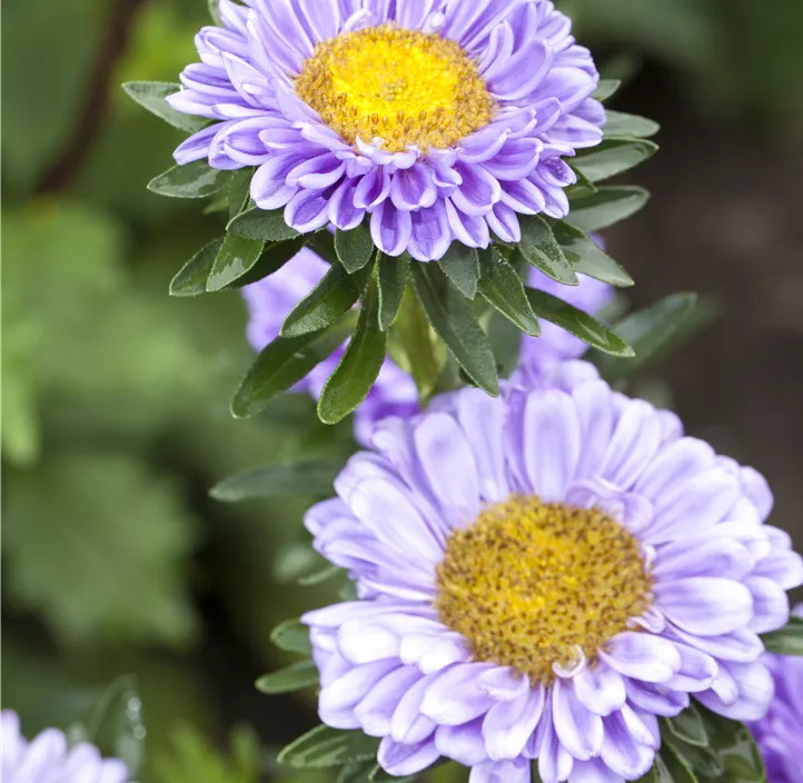 Gartenaster 