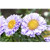 bellaflora Gartencenter GmbH
