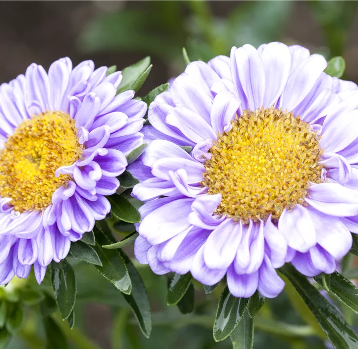 Gartenaster 