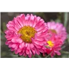 bellaflora Gartencenter GmbH