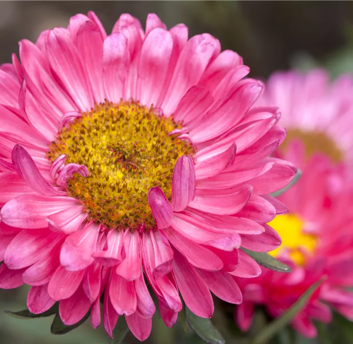 Gartenaster 