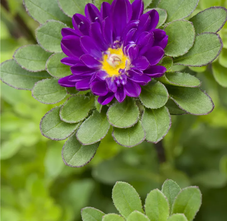 Gartenaster 
