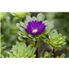 bellaflora Gartencenter GmbH