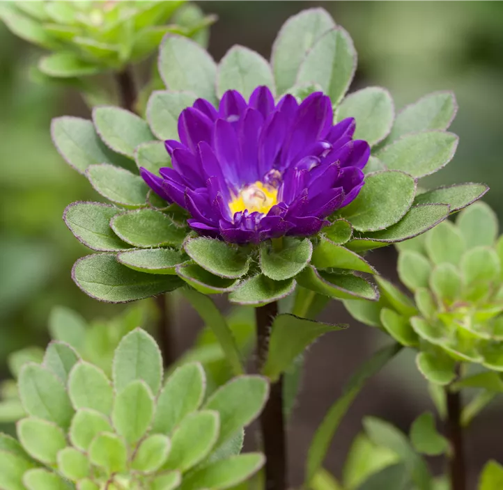 Gartenaster 