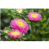 bellaflora Gartencenter GmbH