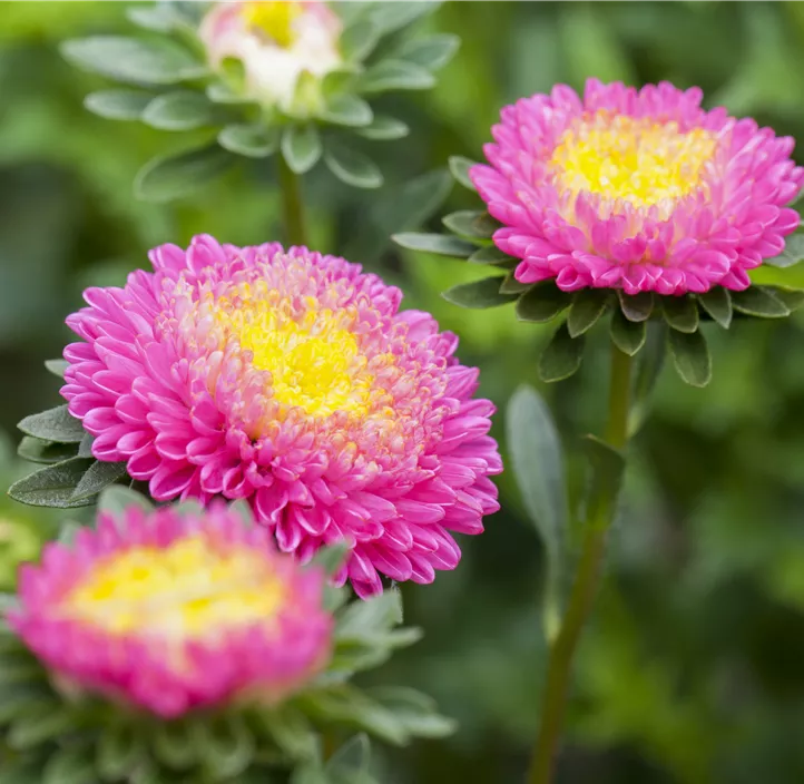 Gartenaster 