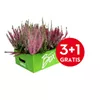 bellaflora Gartencenter GmbH bellaflora Gartencenter GmbH