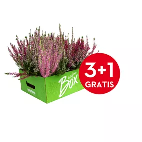 Winterharte Knospenheide Gardengirls® 