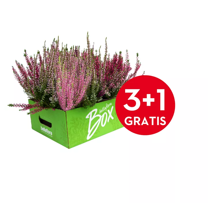 Winterharte Knospenheide Gardengirls®  Winterharte Knospenheide Gardengirls®
