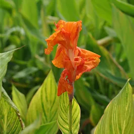 Canna indica Pretoria Canna indica Pretoria