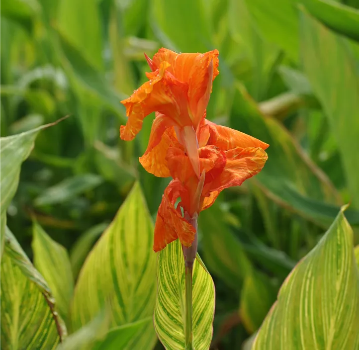 Indisches Blumenrohr 'Pretoria'