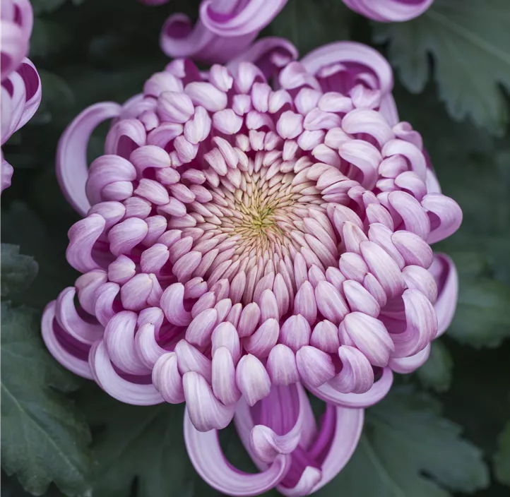 Herbst-Chrysantheme