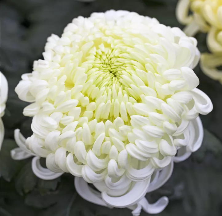 Herbst-Chrysantheme