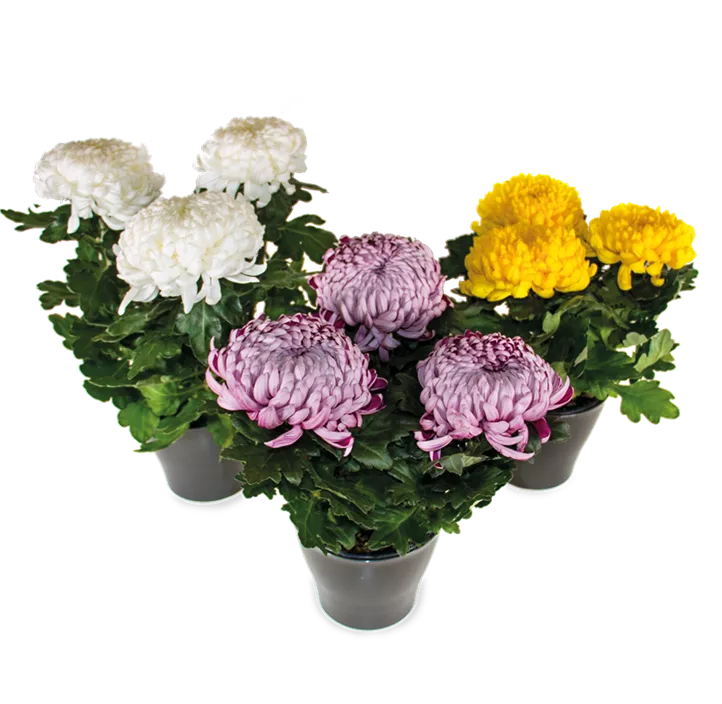 Herbst-Chrysantheme