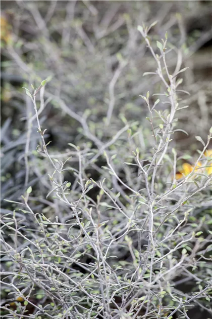 Corokia cotoneaster, Zickzackstrauch - Bellaflora