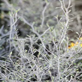 Corokia cotoneaster