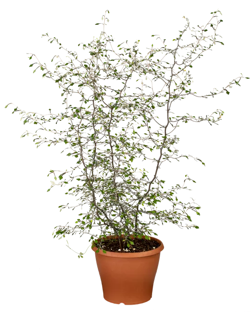 Corokia cotoneaster, Zickzackstrauch - Bellaflora