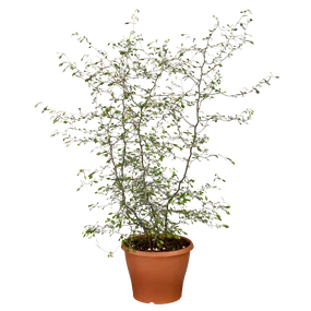 Corokia cotoneaster Corokia cotoneaster