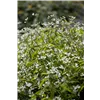 bellaflora Gartencenter GmbH