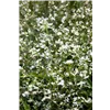 bellaflora Gartencenter GmbH