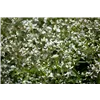 bellaflora Gartencenter GmbH