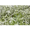 bellaflora Gartencenter GmbH