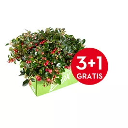 Gaultheria procumbens Big Berry Gaultheria procumbens Big Berry