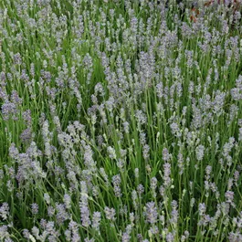 Lavandula angustifolia Felice Light Blue Lavandula angustifolia Felice Light Blue