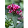 bellaflora Gartencenter GmbH