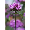 bellaflora Gartencenter GmbH
