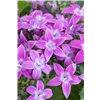 bellaflora Gartencenter GmbH
