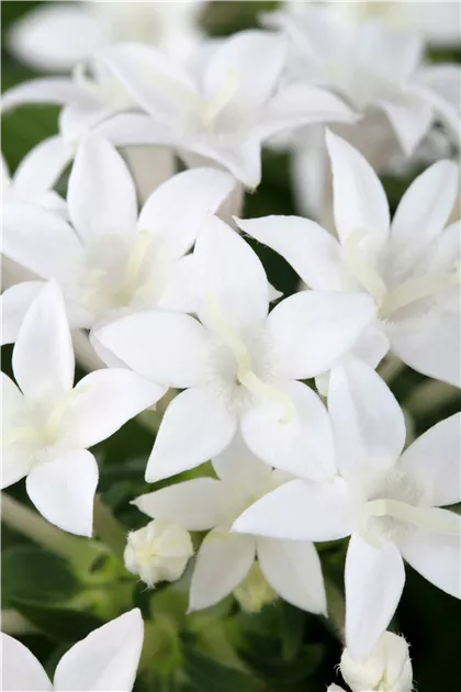 Pentas lanceolata, Fnfzahlstrauch - Bellaflora