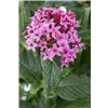 bellaflora Gartencenter GmbH