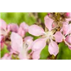 bellaflora Gartencenter GmbH