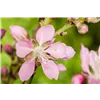 bellaflora Gartencenter GmbH