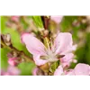 bellaflora Gartencenter GmbH