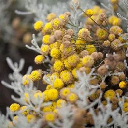 Santolina chamaecyparissus